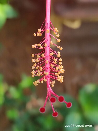 IMG-20250322-WA0002