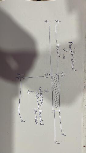 IMG-20250305-WA0113