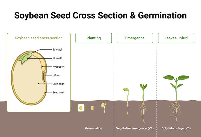 Soybean-Seed-Cross-Section-Germination