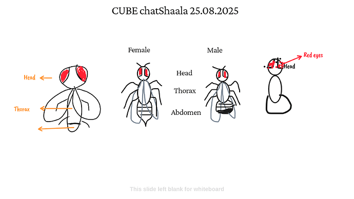 Presentation_CUBE chatShaala_2025-08-25T16_05_16.963Z