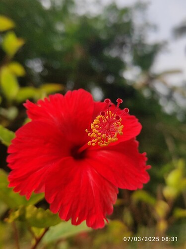 IMG-20250307-WA0007