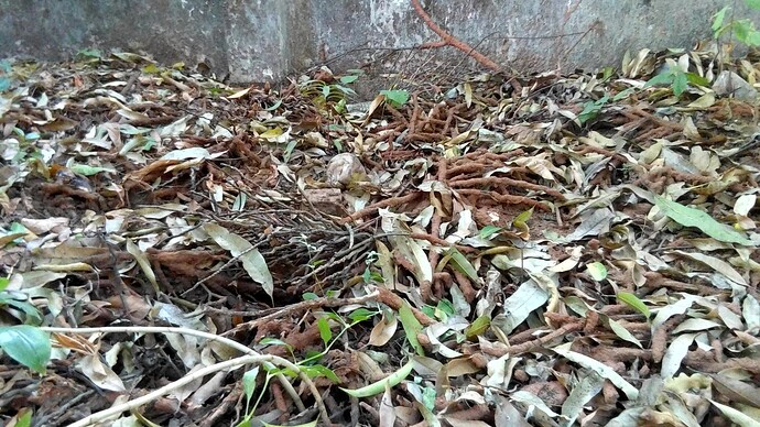 termies-eating-twigs-in-Thrissur-town-house-yard.P_20200106_082554