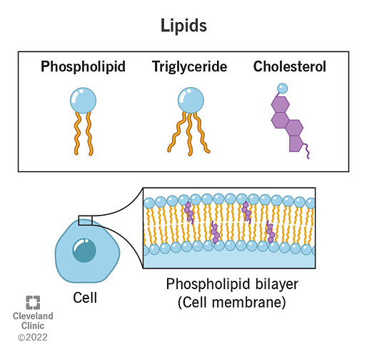 24425-lipids