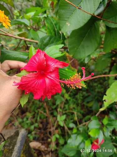 IMG-20250302-WA0031(1)