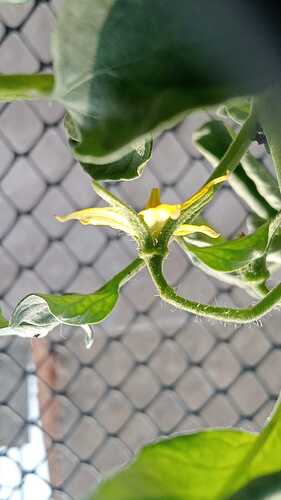 IMG-20250405-WA0035