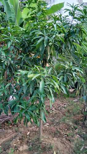 IMG-20250109-WA0129