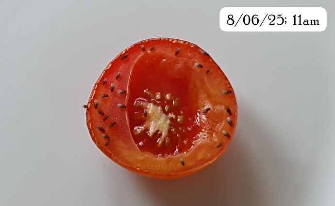 IMG-20250608-WA0009