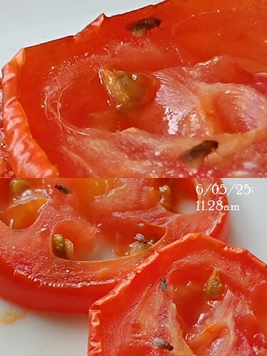 IMG-20250506-WA0008
