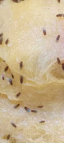 IMG-20260514-WA0007