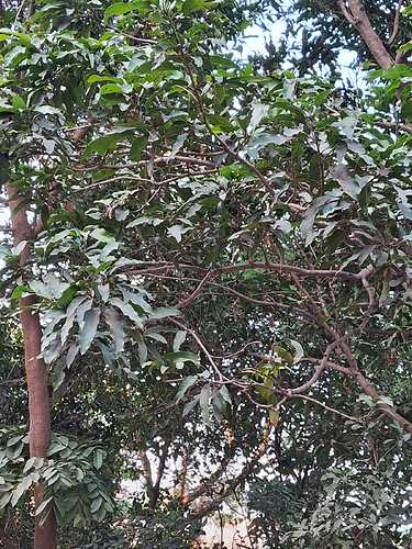 IMG-20250121-WA0176