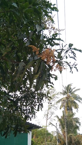 IMG-20250121-WA0030