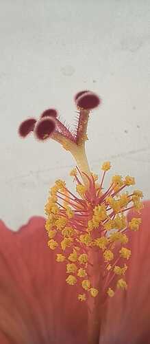 IMG-20250318-WA0006