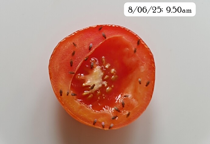 IMG-20250608-WA0008