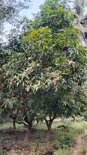 IMG-20250109-WA0122