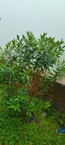 IMG-20250820-WA0024