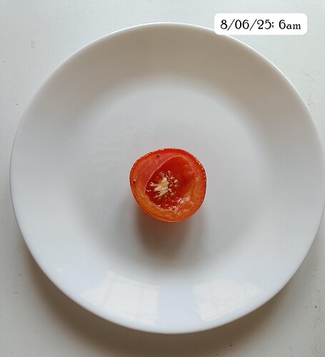 IMG-20250608-WA0006