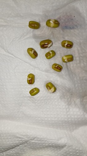IMG-20250913-WA0006
