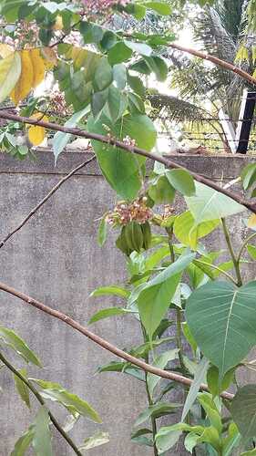 IMG-20250409-WA0058