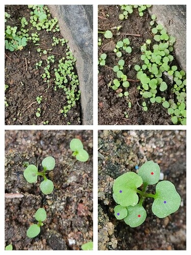 Presentation_CUBE chatShaala_2025-08-10T16_06_48.725Z