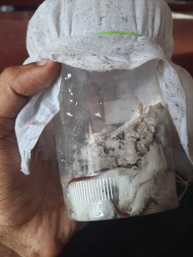 IMG-20200228-WA0032