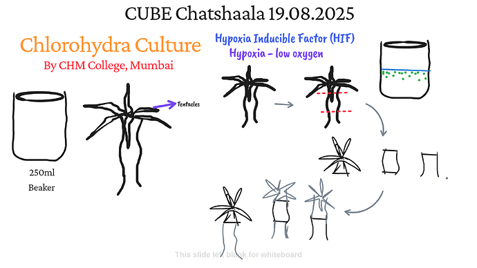 Presentation_CUBE chatShaala_2025-08-19T16_07_14.650Z