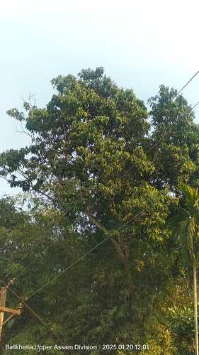 IMG-20250120-WA0044