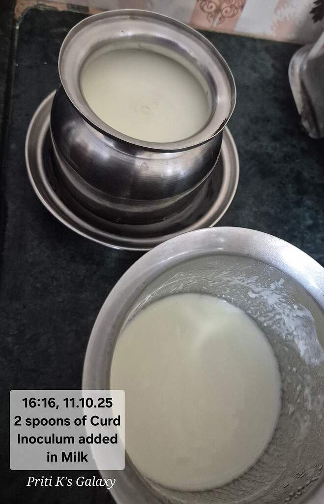 Curd: The Science of Fermentation - CUBE chat - ChatShaala