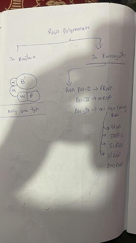IMG-20250305-WA0126