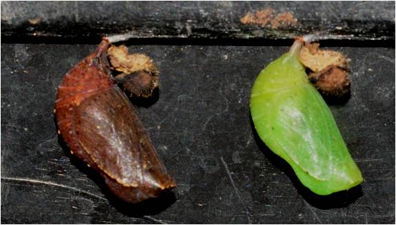 Green%20and%20brown%20pupa