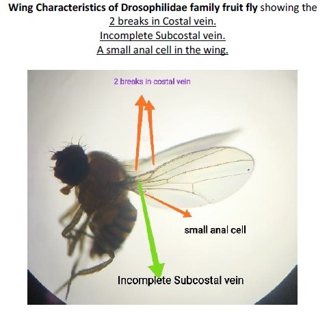 Drosophilidae wing picture