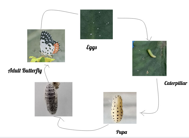 Screenshot_2021-04-30 Vigyan Pratibha 2nd session on Life Cycle