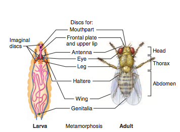 larvae and fly