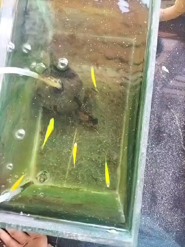 Tank Tales: Setting Up Fish Tanks for Learning at Living Academy ...