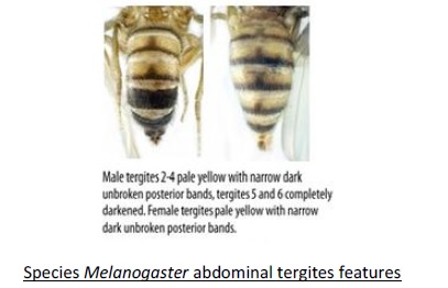 melanogaster tergites character