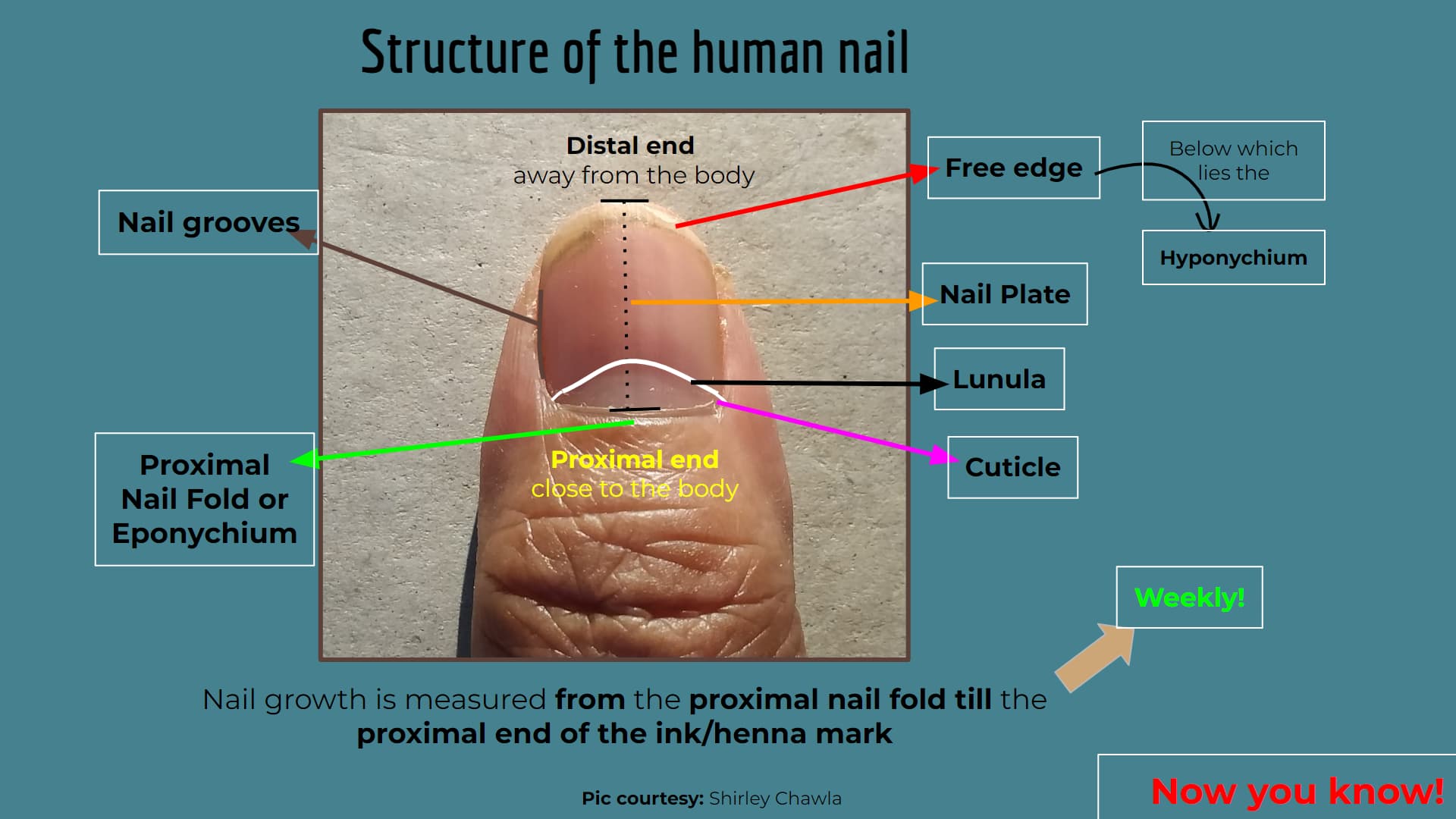 The Anatomy and Physiology of Nails - YouTube
