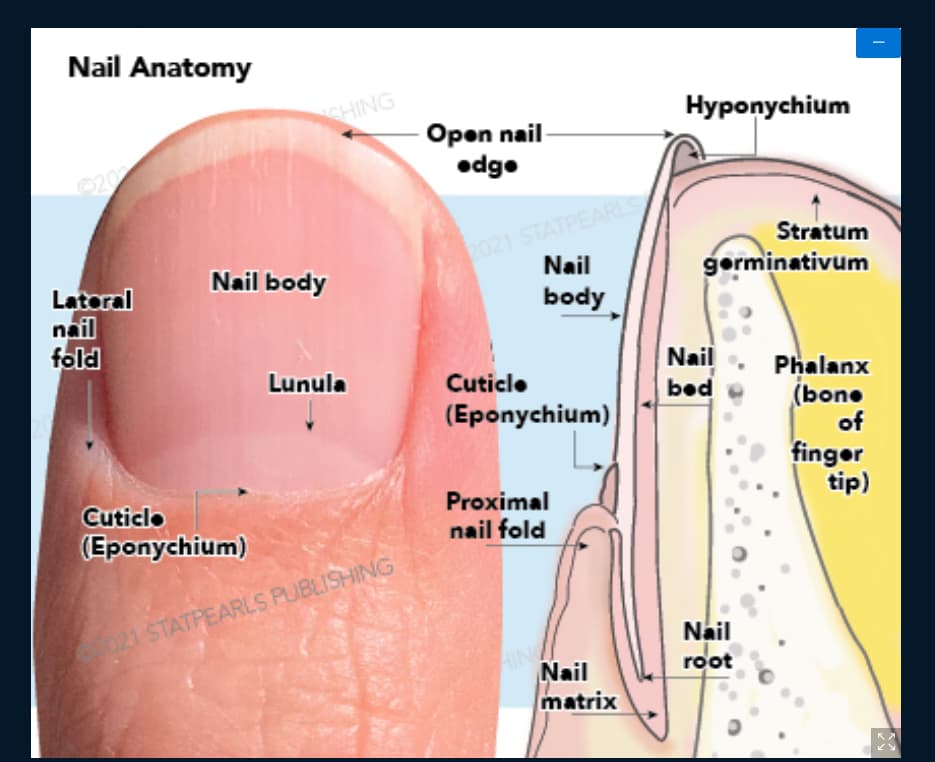 Science Of Human Body. Anatomical Training Poster. Fingernail Anatomy.  Structure Of Human Nail. How Nails Grow. Matrix Divisions. Cross-section Of  The Finger. Detailed Medical Vector Illustration Royalty Free SVG,  Cliparts, Vectors, and