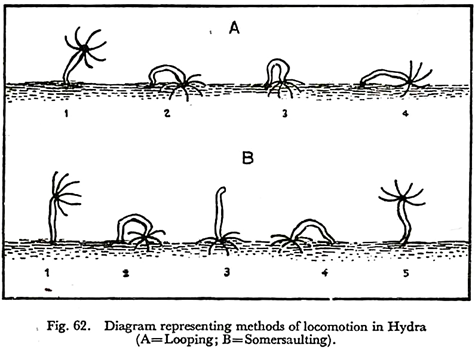 Methods of Locomotion in Hydra