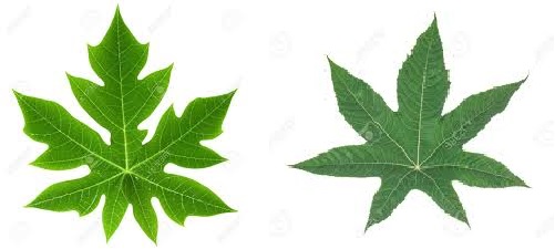 papaya_castor_leaf