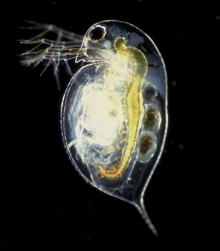 Daphnia pulex.png220x251