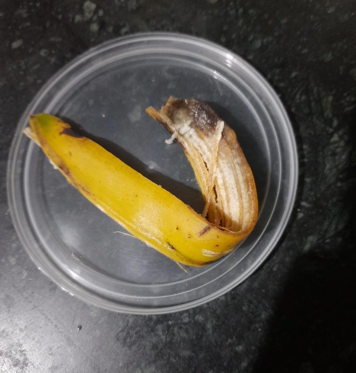 Banana peel bait- day 1