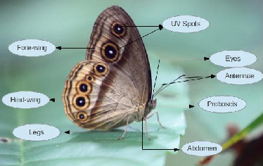 Anatomy-of-a-Butterfly