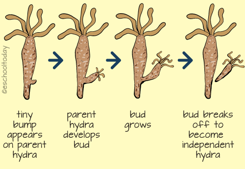 budding-asexual-reproduction-in-hydra