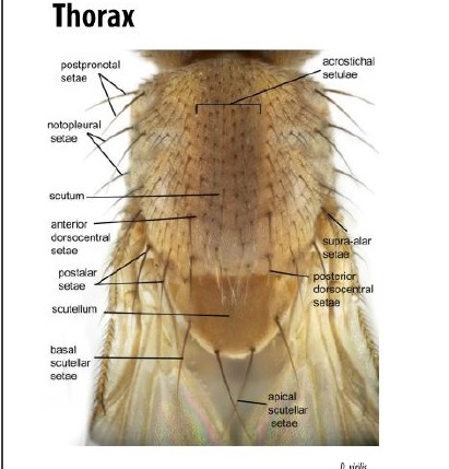 Genus Drosophila Thorax and its Bristles, Setae and Setulae